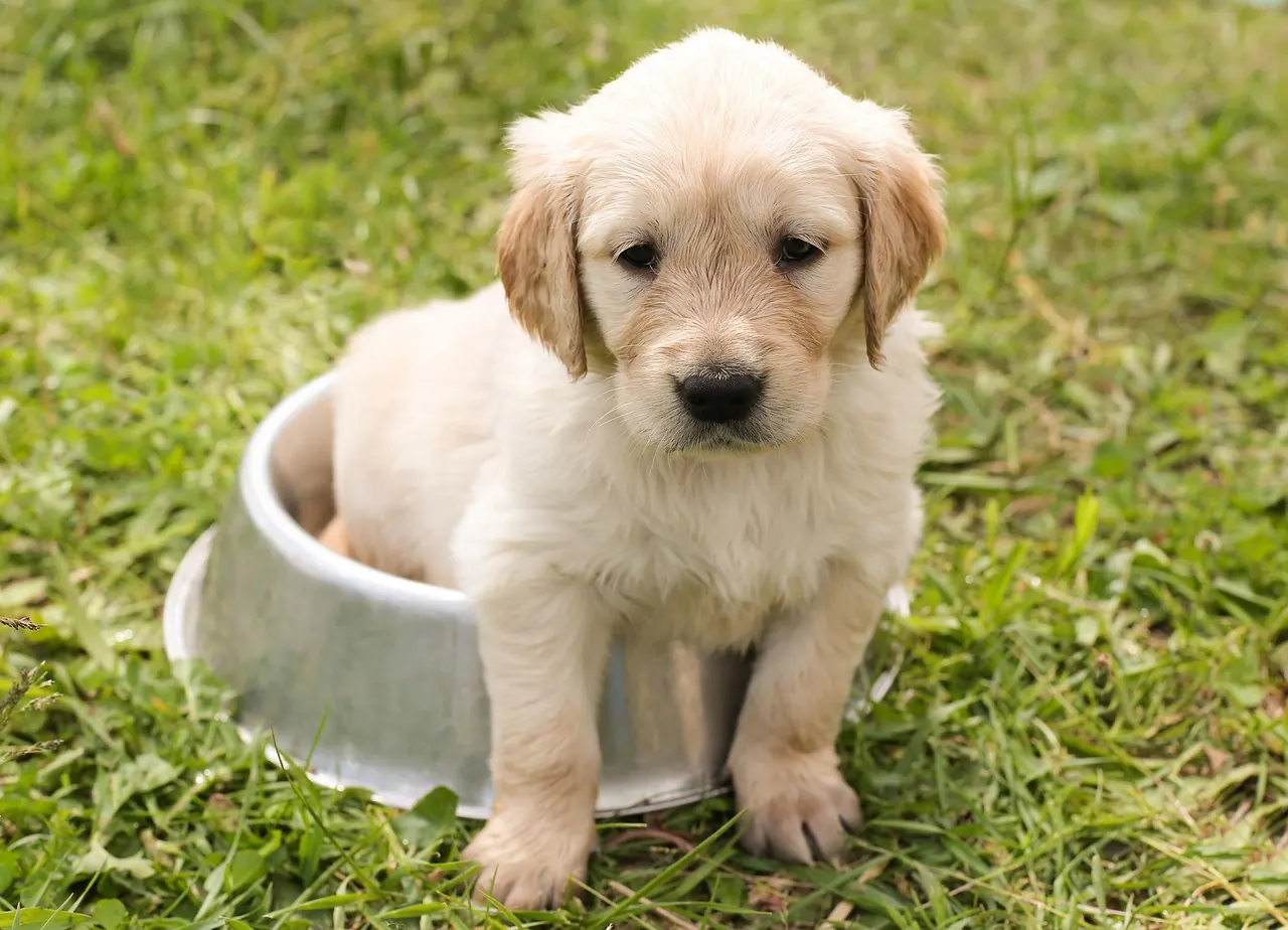 fluffy dog after bath