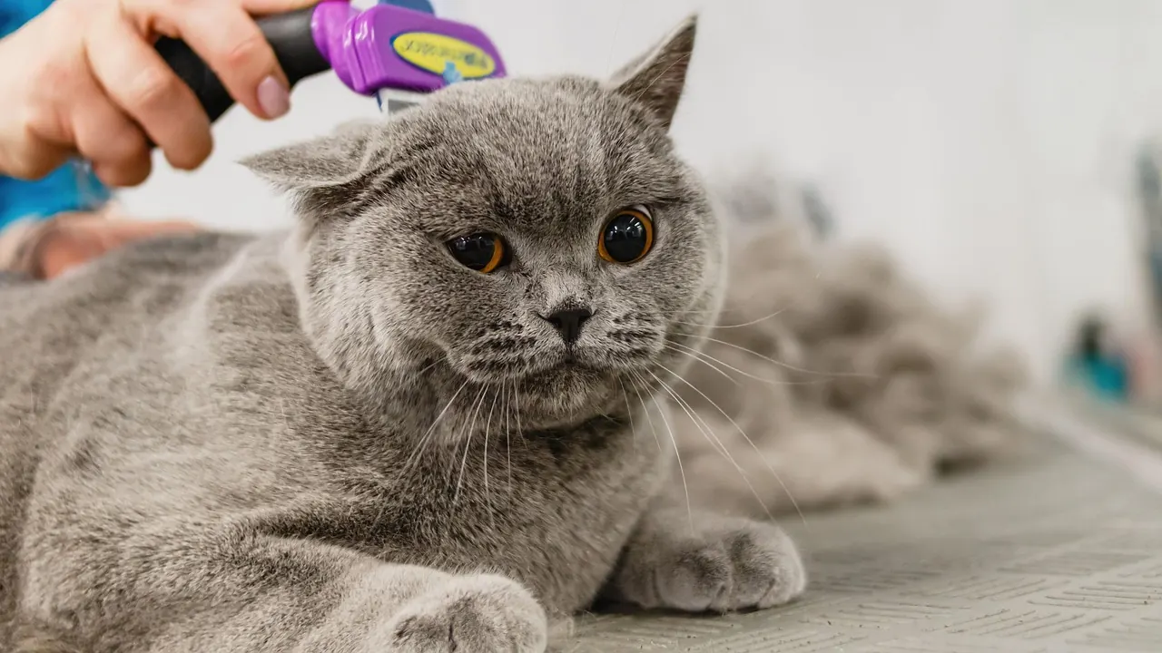 pet grooming tools