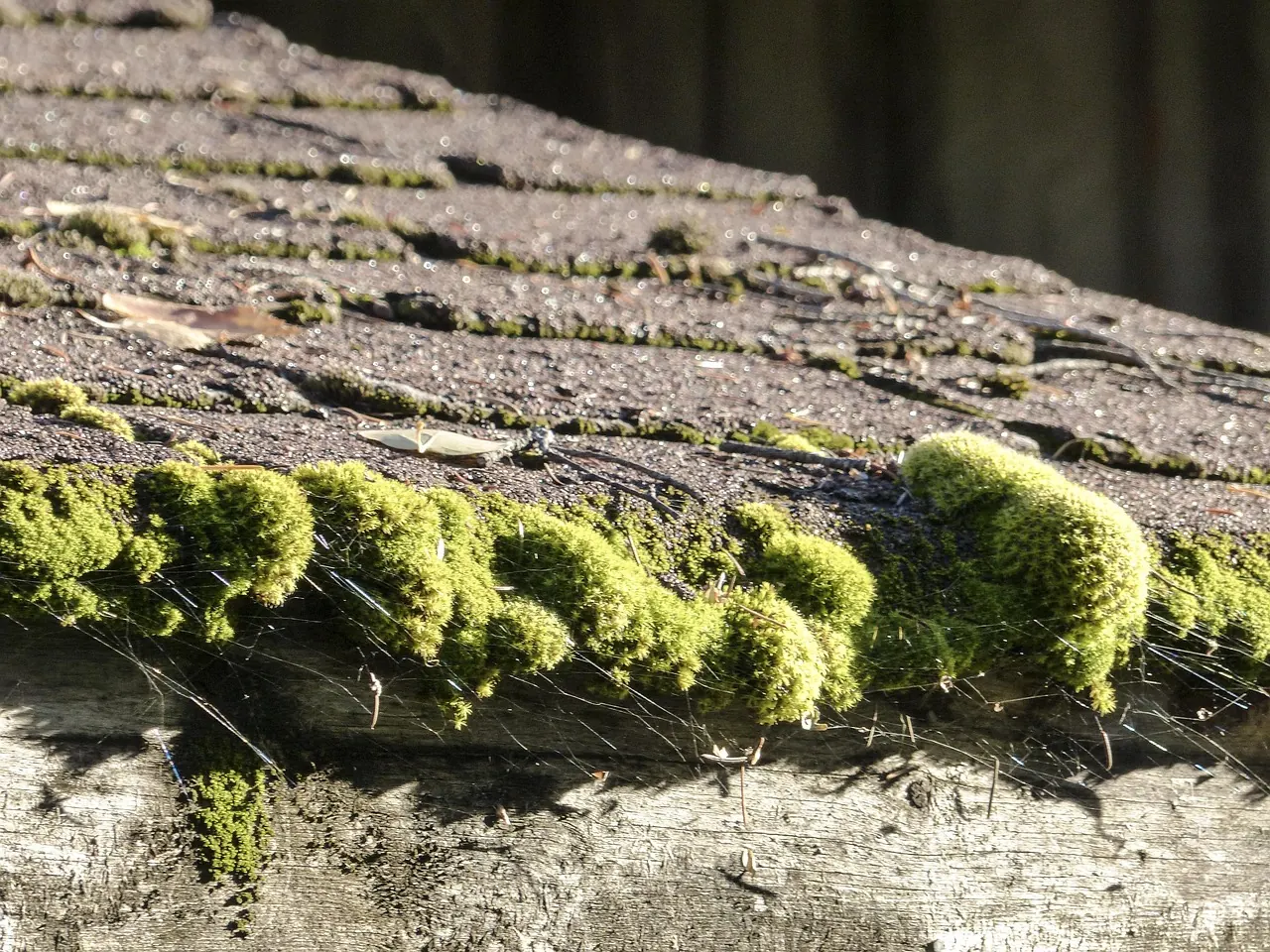 roof shingles close up